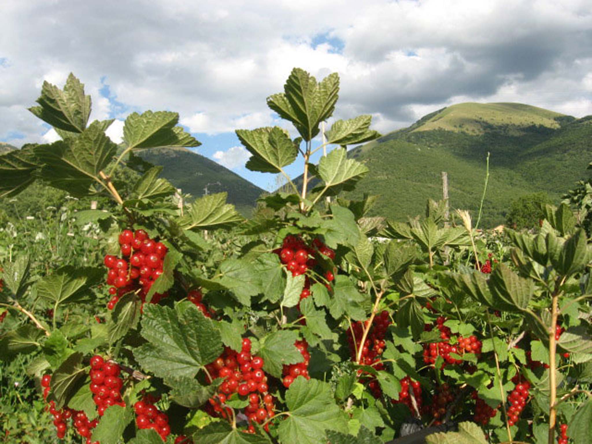 www.sibilladinorcia.com